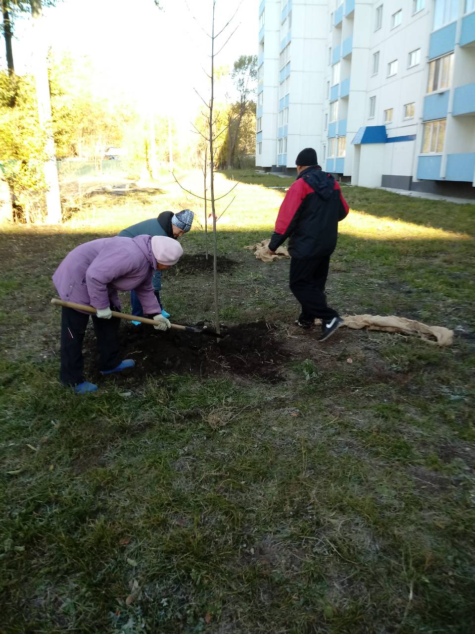 Посадка деревьев