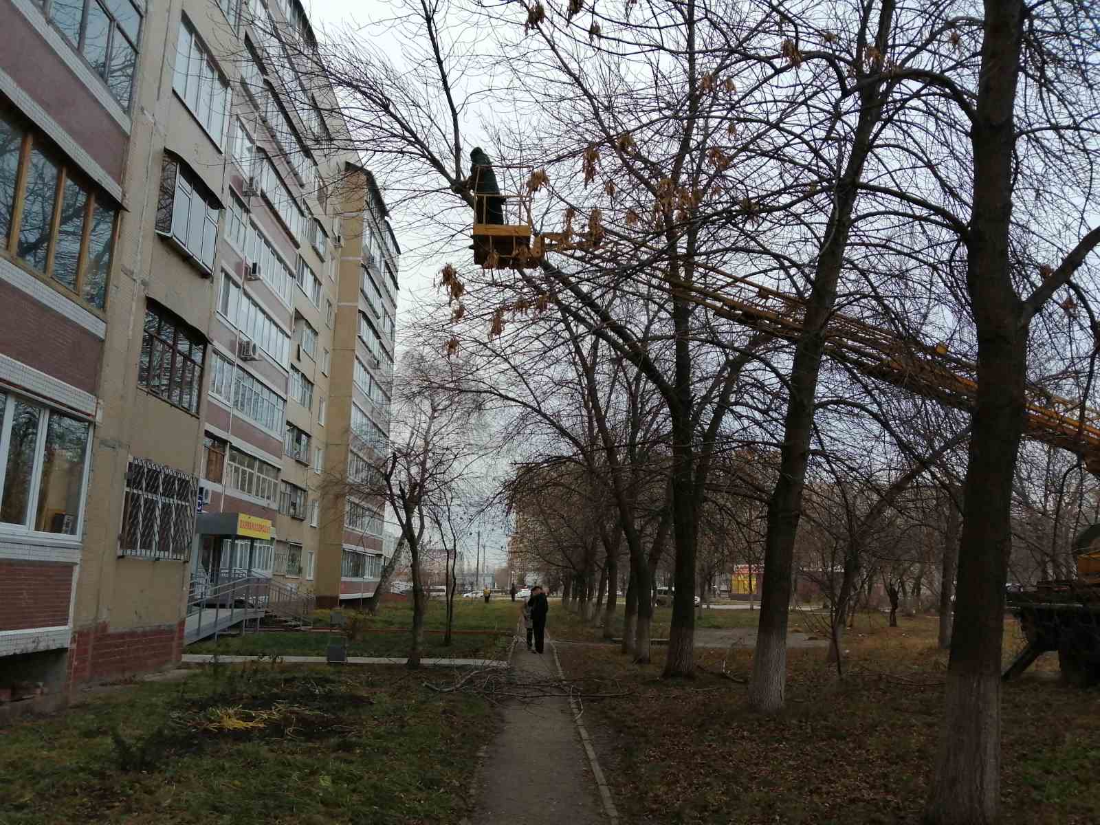Санитарная обрезка деревьев